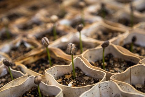 Formation en Jardinerie-Fleuristerie