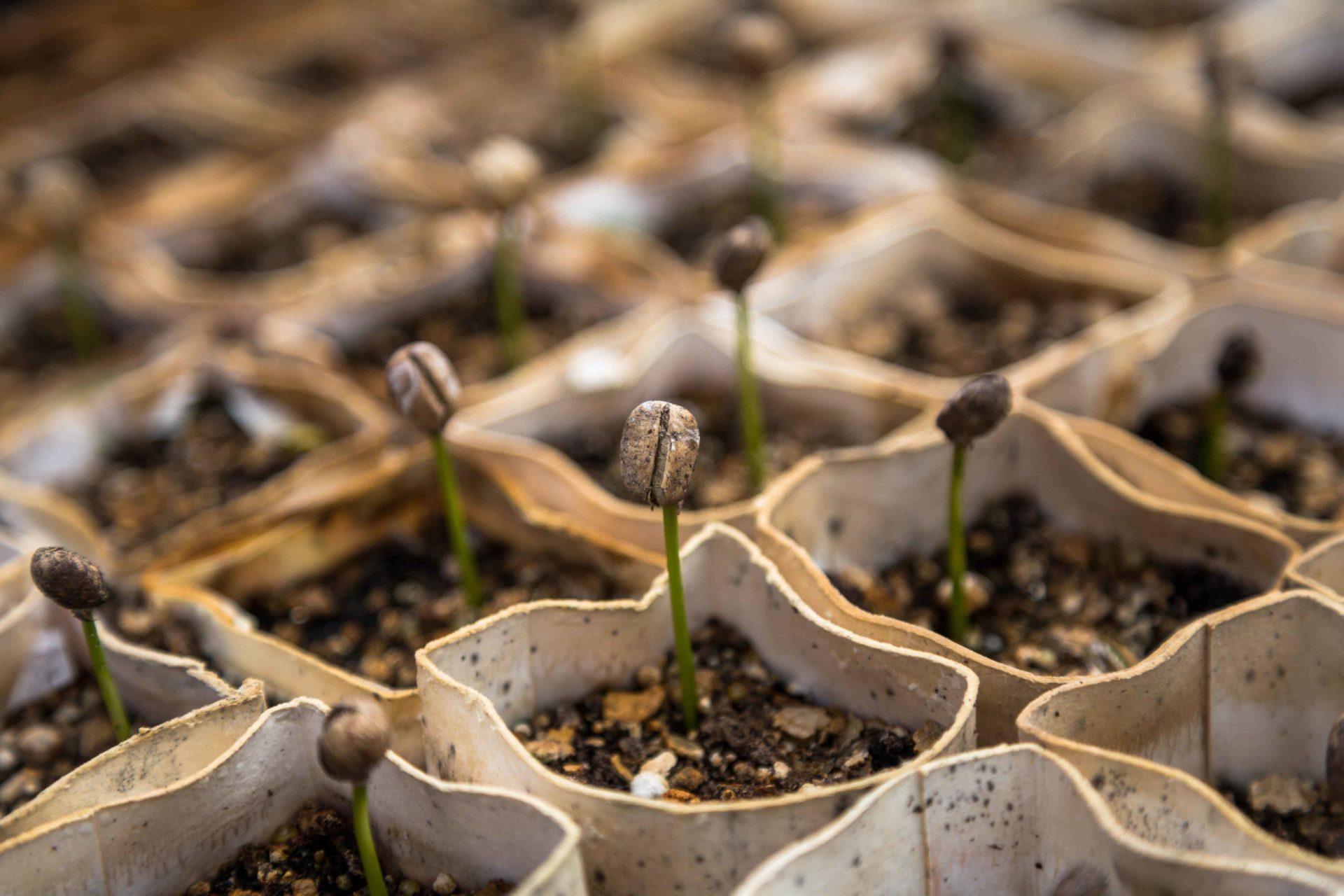 Formation en Jardinerie-Fleuristerie