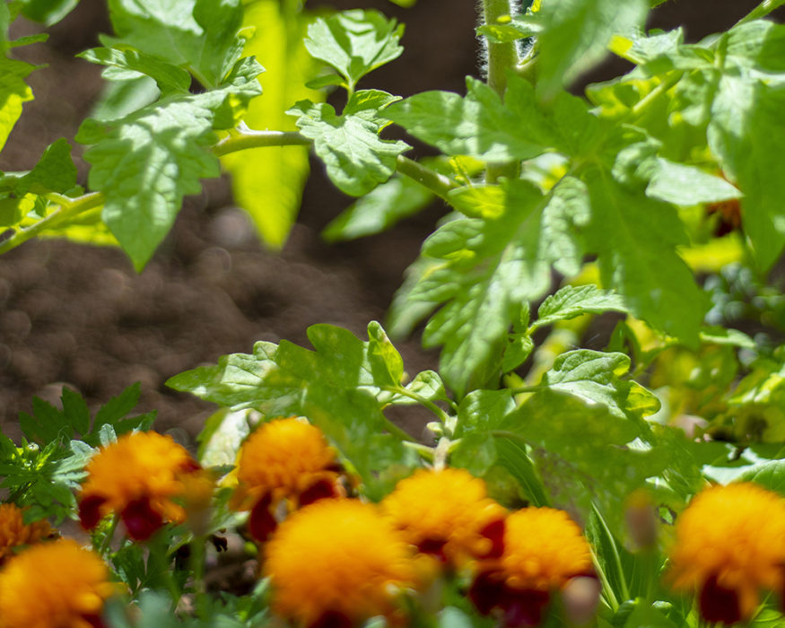 permaculture-formation-cpf