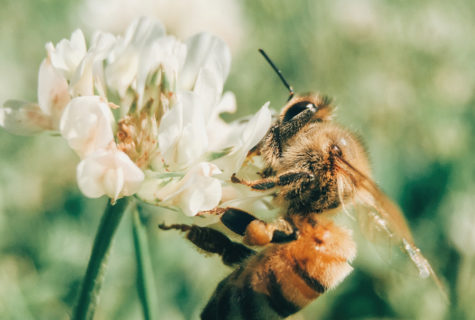journée mondiale des abeilles