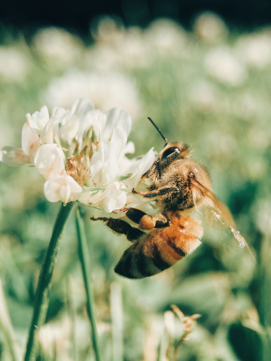 Blog_CNPH_Piverdière_Journée-mondiale-des-abeilles-20mai.2