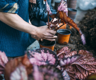 le-métier-d'horticulteur