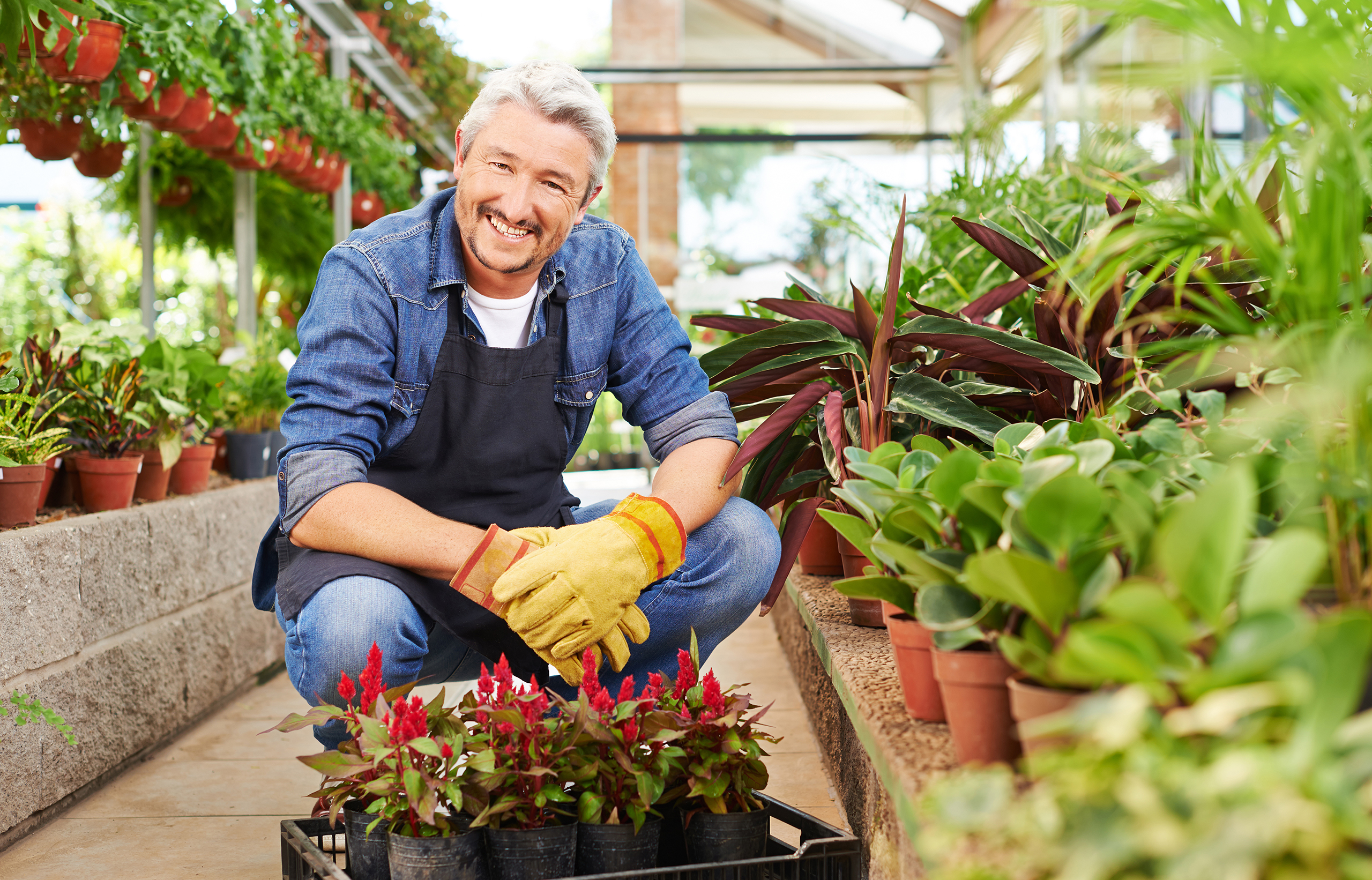 Plantes pour fleurs coupées -  - Spécialiste des