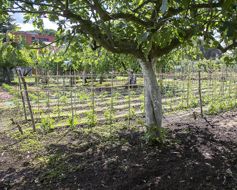 agroforesterie-production-horticole