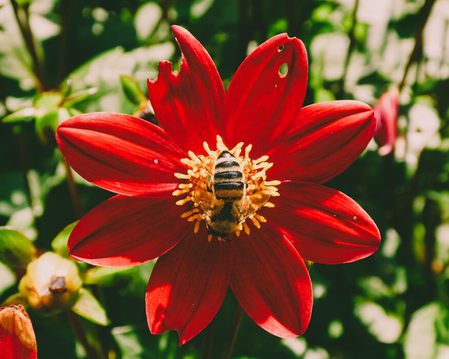 Développer-la-biodiversité-fonctionnelle-CNPH-Piverdière