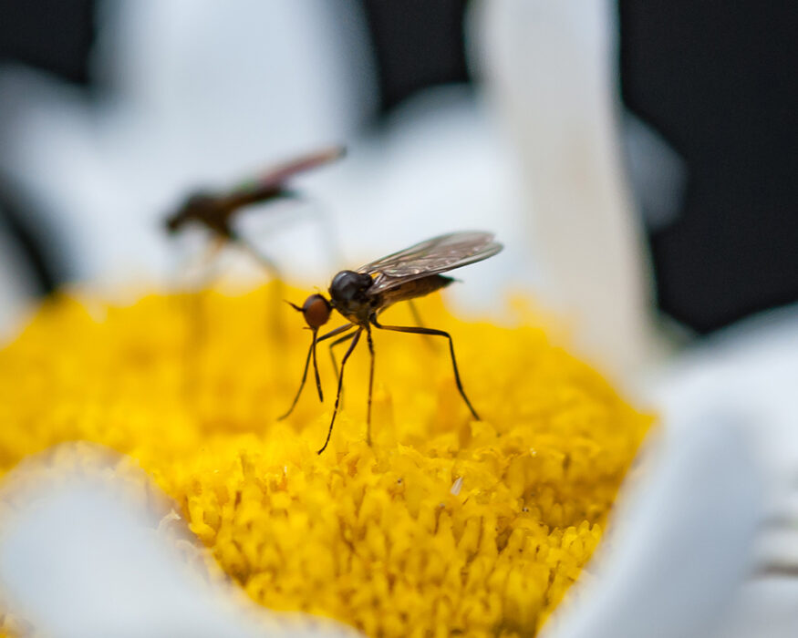 Protection-Biologique-Intégrée-en-horticulture-décideur