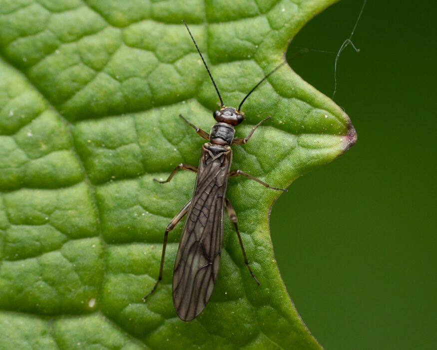 Protection-Biologique-Intégrée-en-horticulture-opérateur