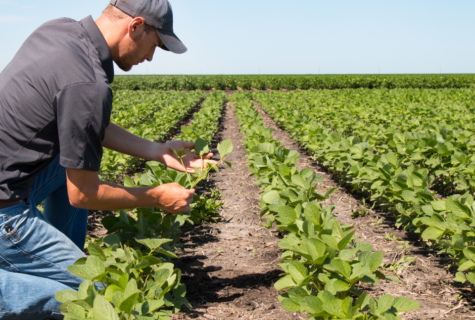 Choisir le bon diplôme pour obtenir la Capacité Professionnelle Agricole