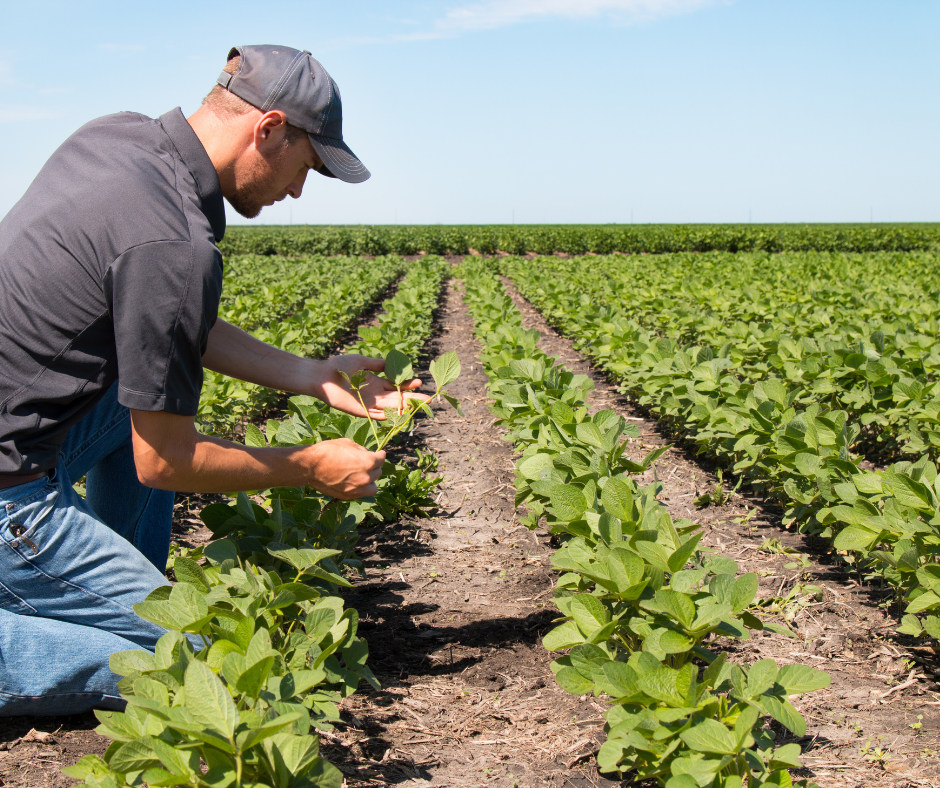 Choisir le bon diplôme pour obtenir la Capacité Professionnelle Agricole