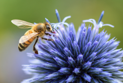 Semaine des abeilles VAL'HOR (1)