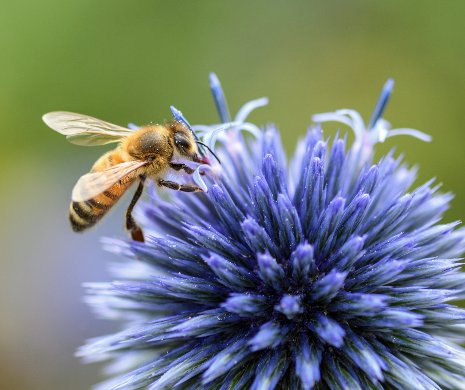 Semaine des abeilles VAL'HOR (1)