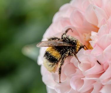 Semaine des abeilles VAL'HOR 