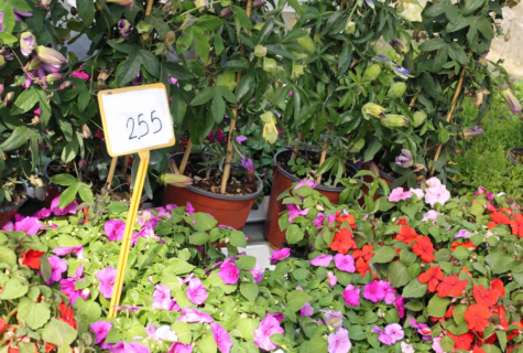 La filière de la production horticole en chiffres