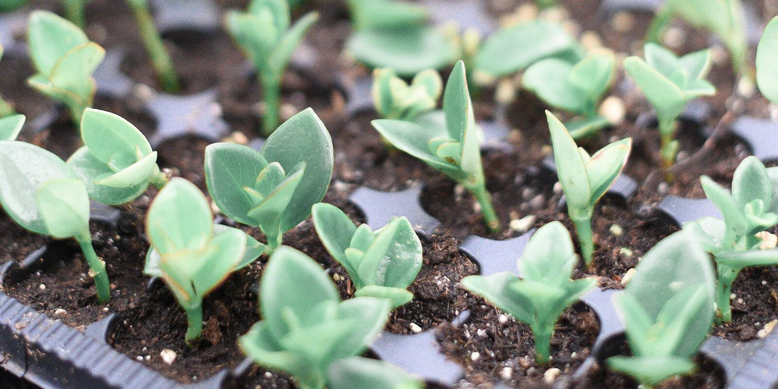 CNPH-Piverdière-centre-de-formation-horticole