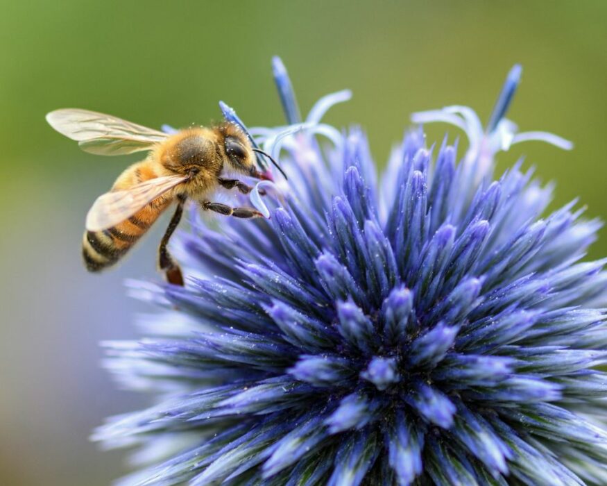 UCARE Développer la biodiversité fonctionnelle