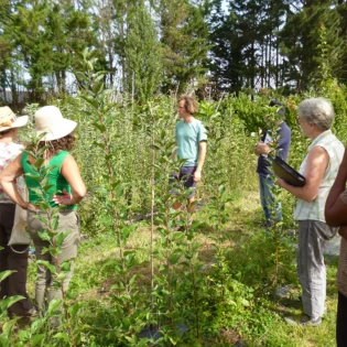 permaculture_cnph-piverdiere_greffage