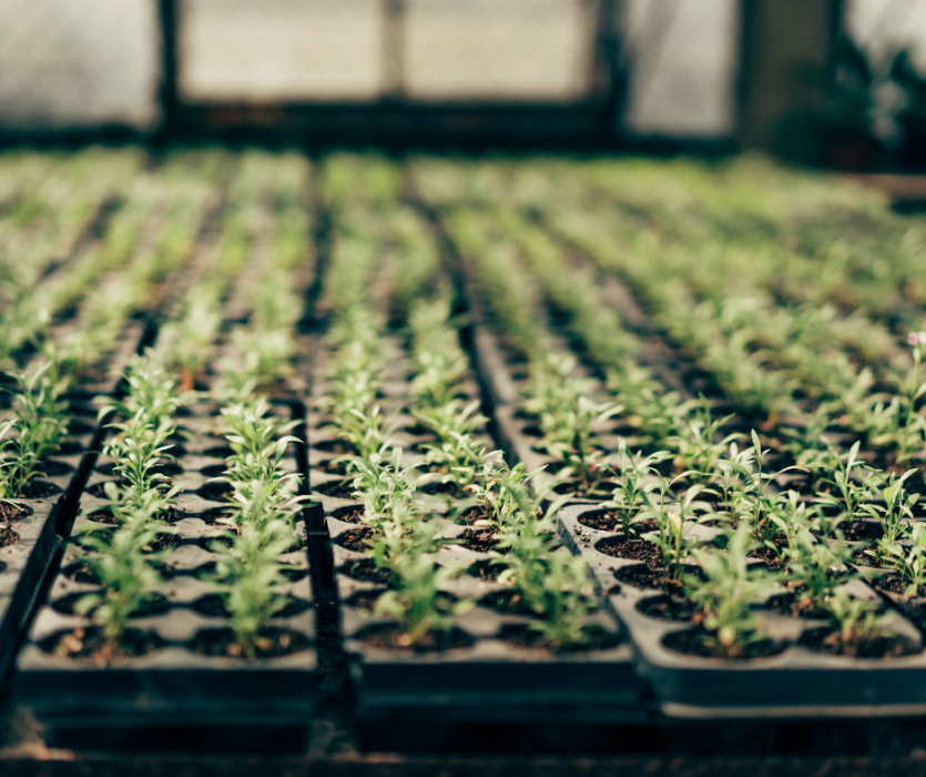 Multiplier des végétaux en production horticole