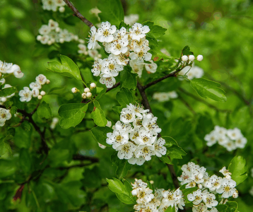 Formation CNPH Piverdière - Végétal Local