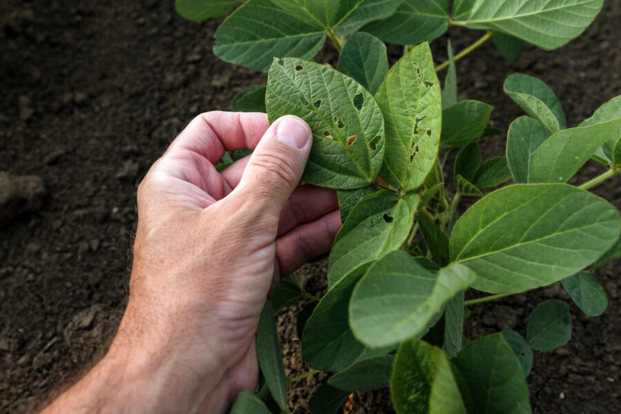 Reconnaissance des bio-agresseurs en pépinière, horticulture