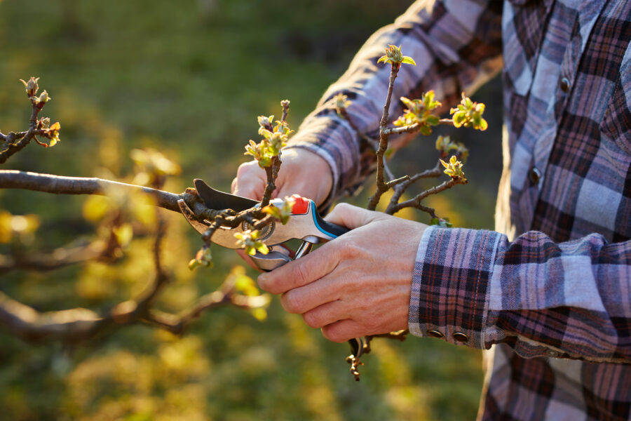 Taille raisonnée des arbres fruitiers