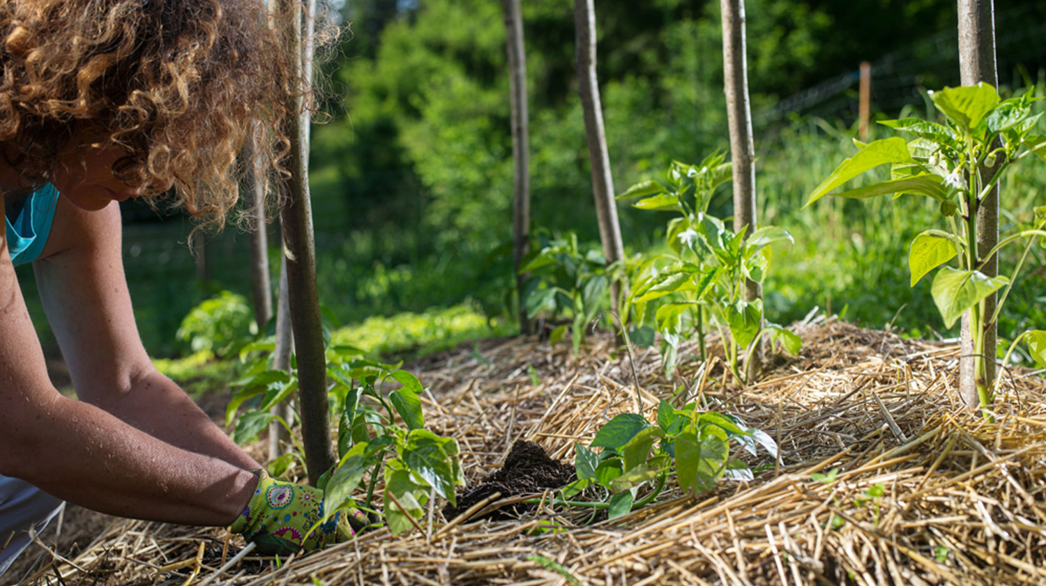 Femme qui replante des plant dans une terre paillée