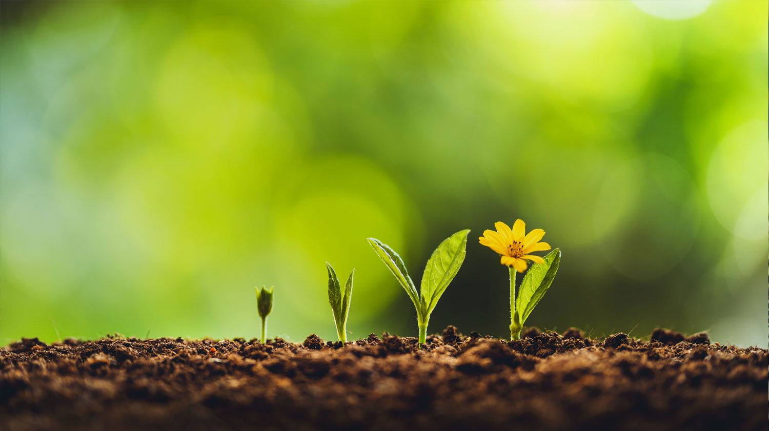 Plants qui sortent de terre