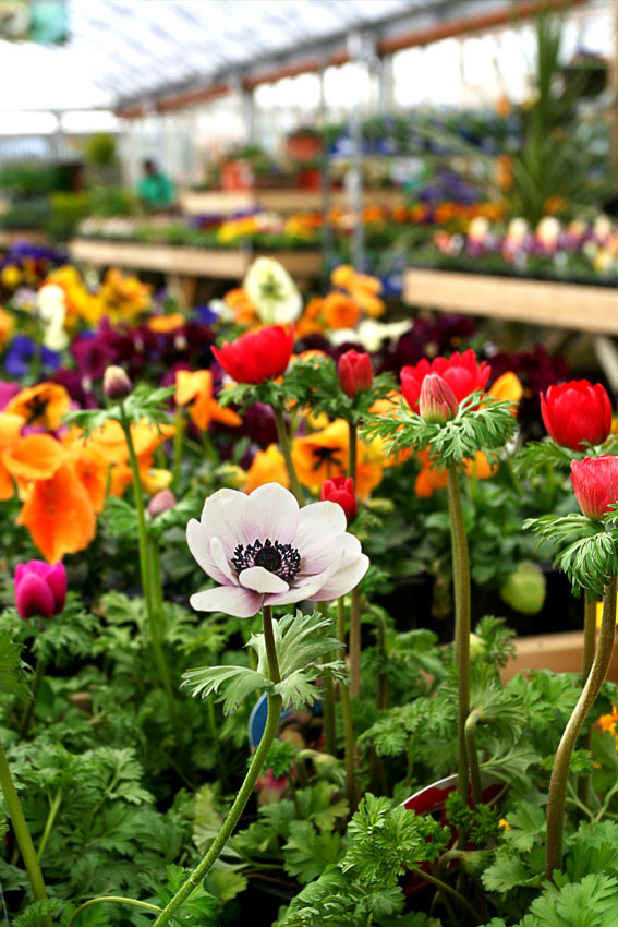 http://Des%20anémones%20en%20fleurs%20dans%20une%20jardinerie