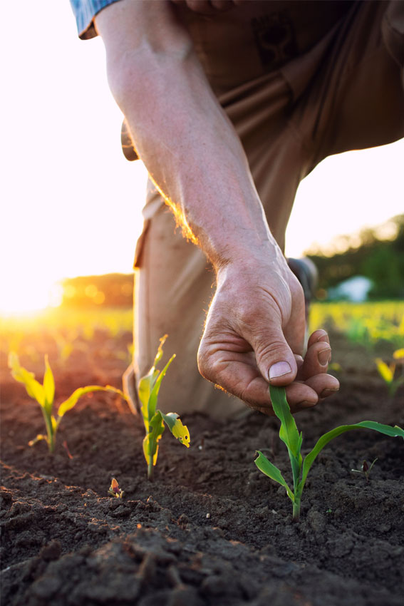 Une main d'homme tient la feuille d'un plant qui sort de terre