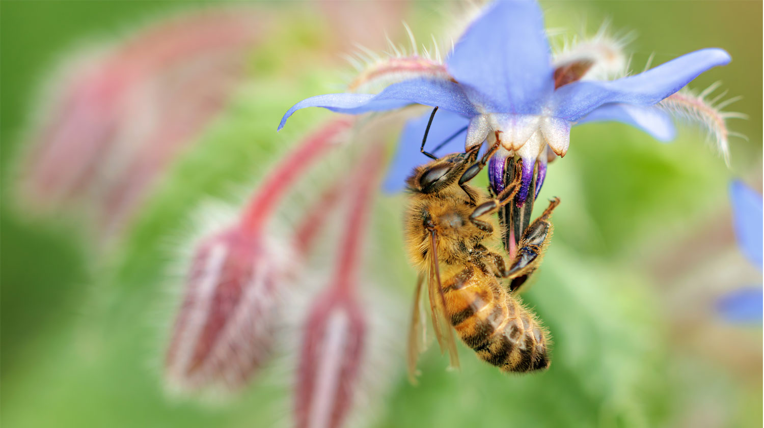 Abeille sur une fleur de bourrache