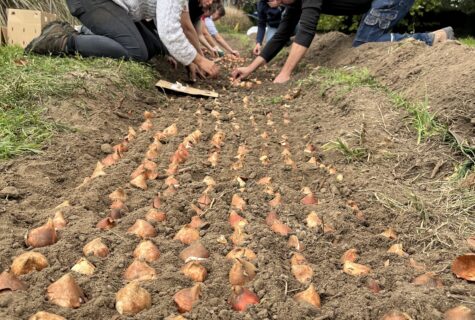 Végétal Automne : plantation de bulbes de tulipes