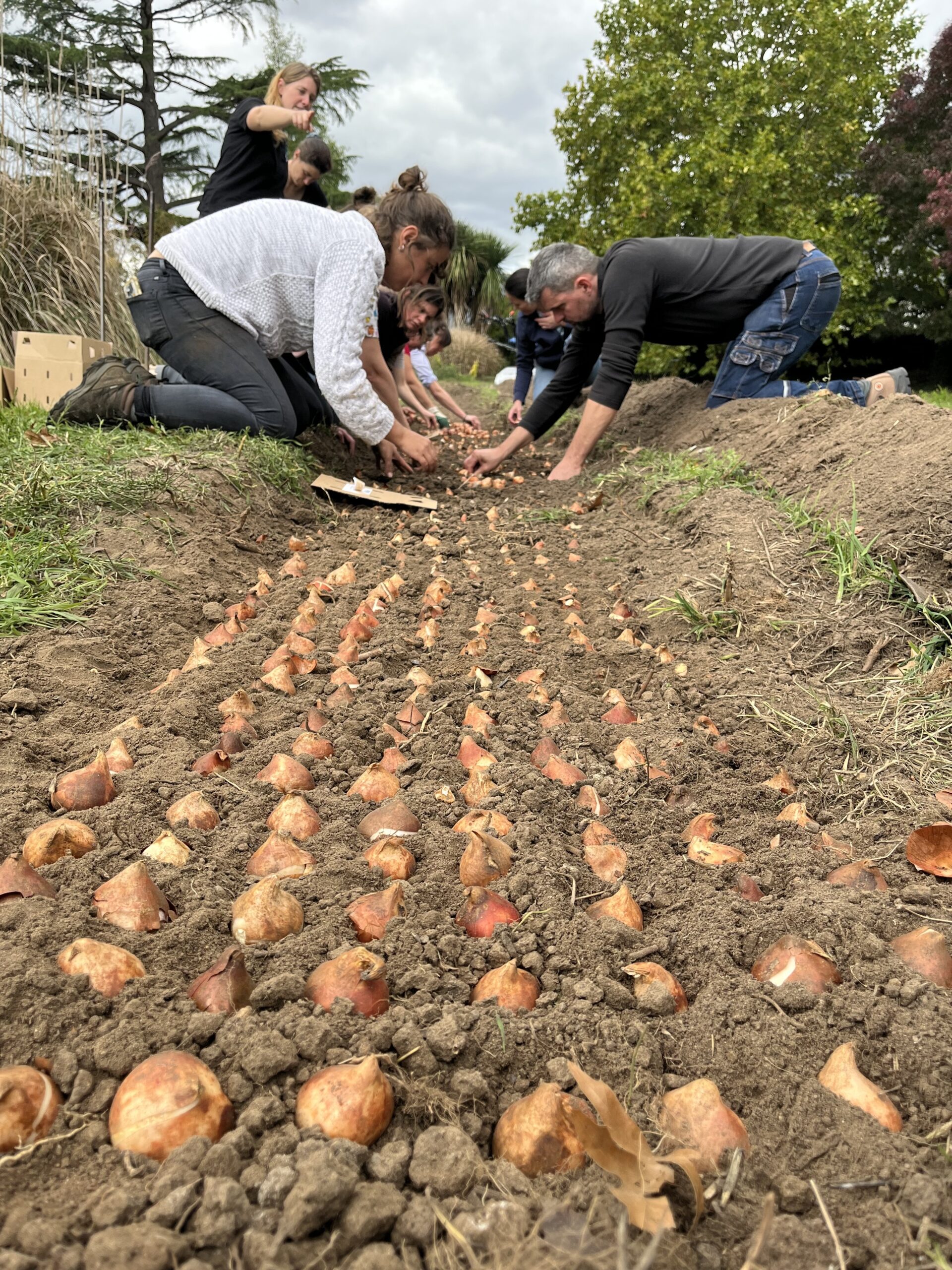 Végétal Automne : plantation de bulbes de tulipes