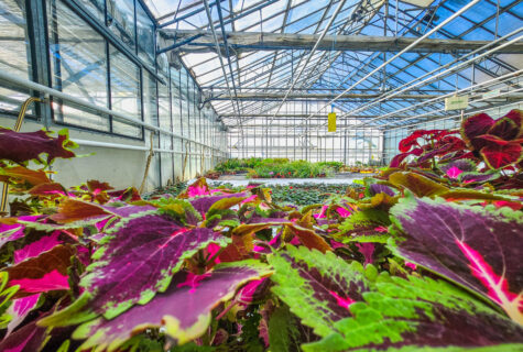 Histoire de l'horticulture