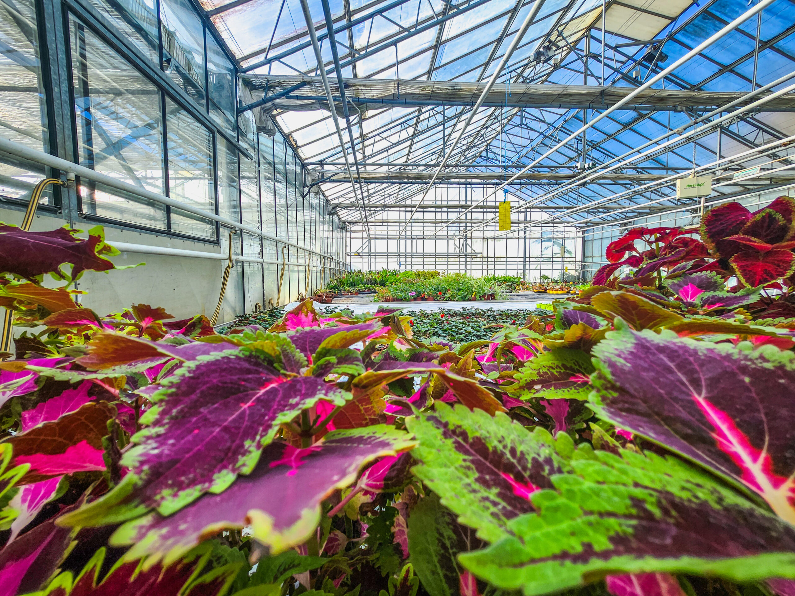 Histoire de l'horticulture