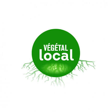Végétal local